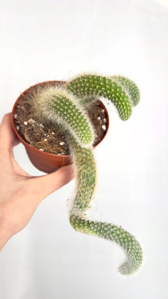 Hildewintera colademonis