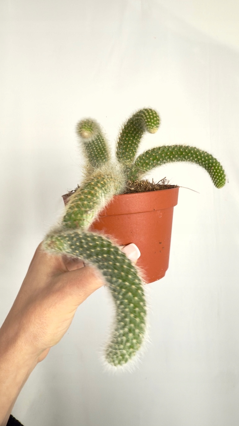 Hildewintera colademonis