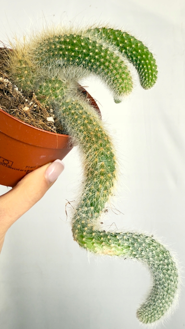 Hildewintera colademonis