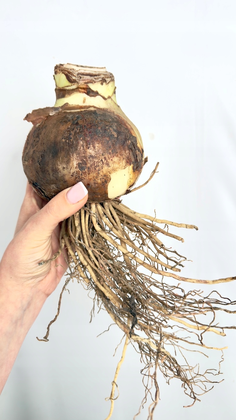 Hippeastrum Blossom Nymph Cebula