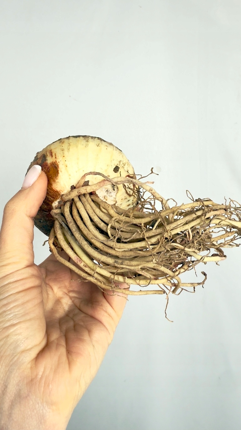 Amarylis Exotic Striped cebula