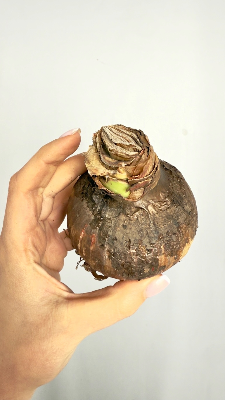 Amarylis Exotic Striped cebula