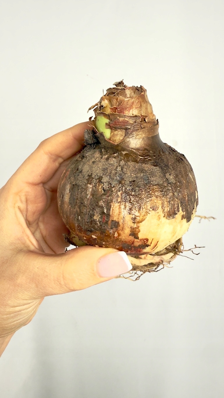 Amarylis Exotic Striped cebula