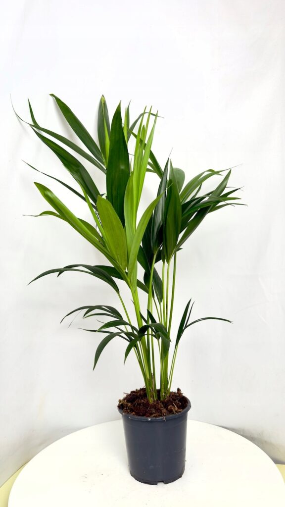 Palma Kentia Howea forsteriana w doniczce elegancka palma do salonu