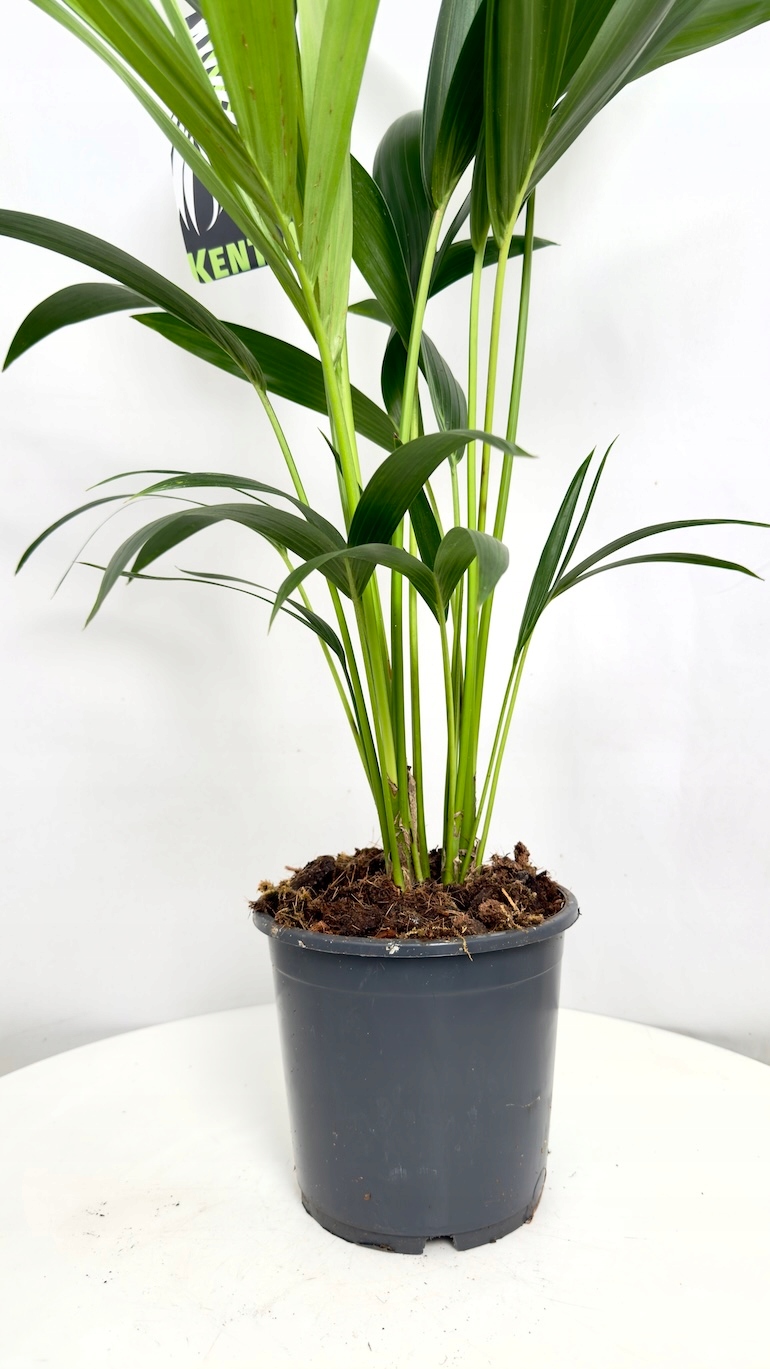 Palma Kentia (Kencja) 17/70 cm