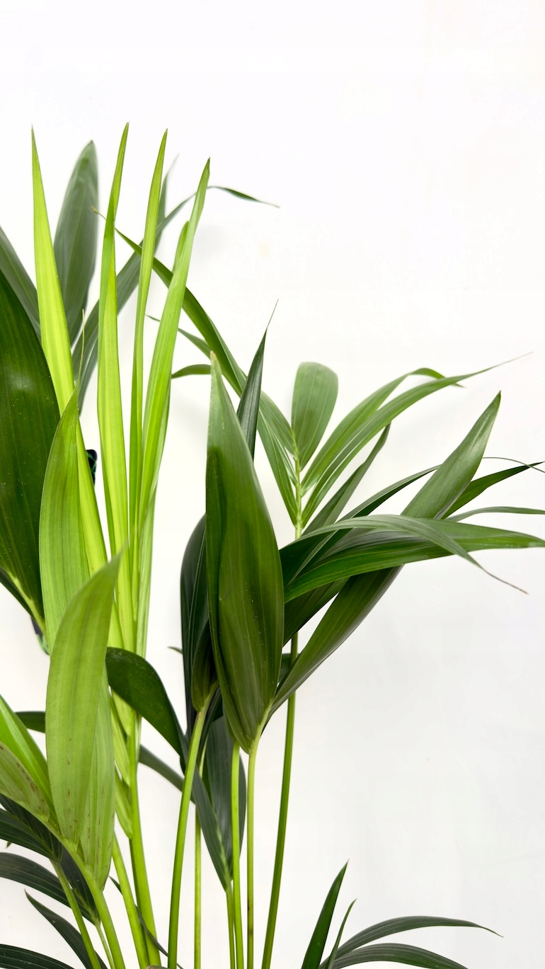 Palma Kentia (Kencja) 17/70 cm