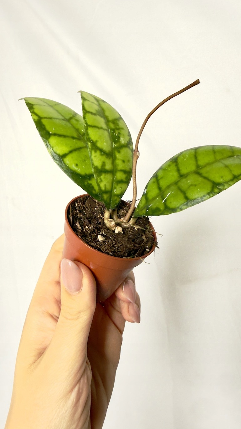 Hoya Callistophylla Black Cat 6/12 cm