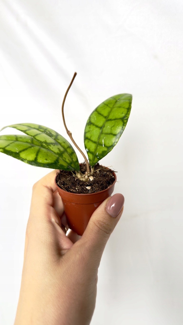Hoya Callistophylla Black Cat 6/12 cm