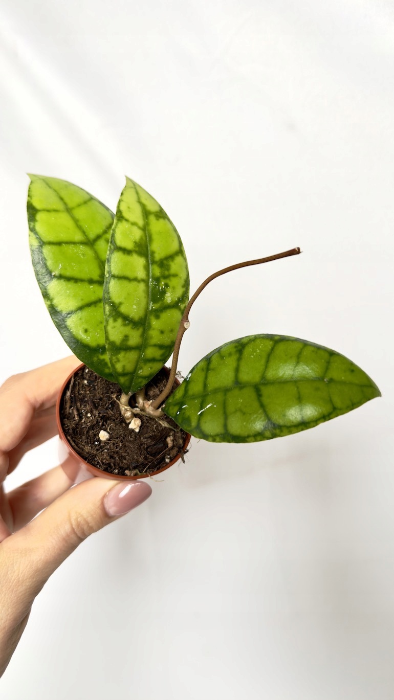 Hoya Callistophylla Black Cat 6/12 cm