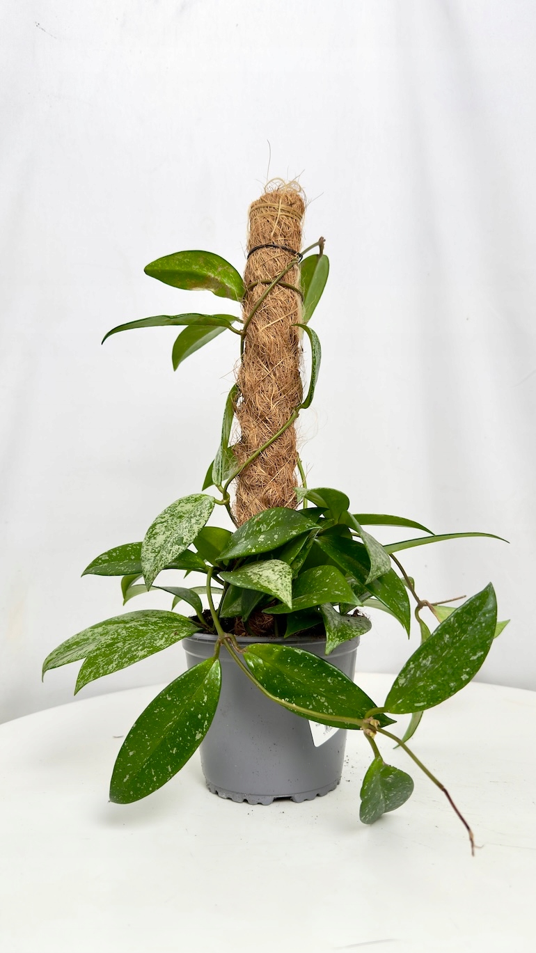 Hoya carnosa na paliku