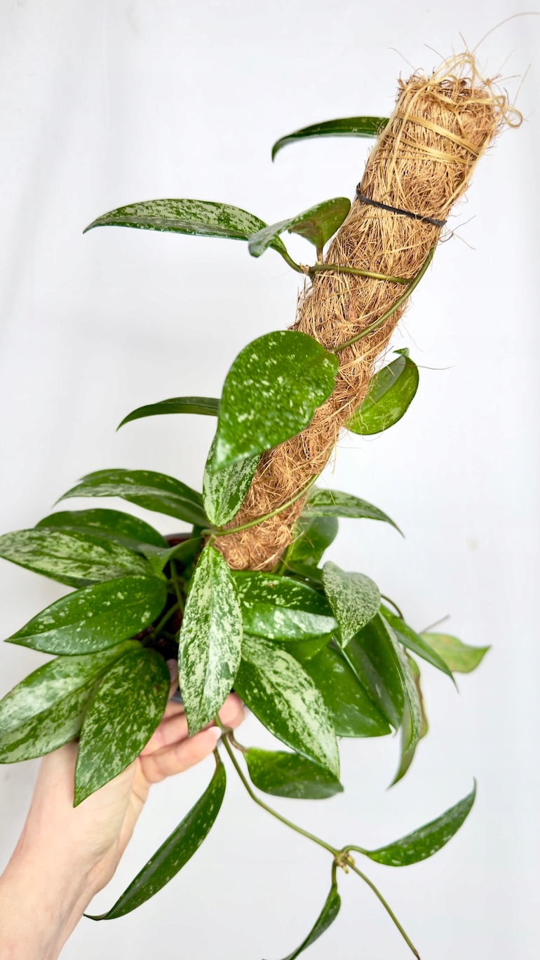 Hoya carnosa na paliku