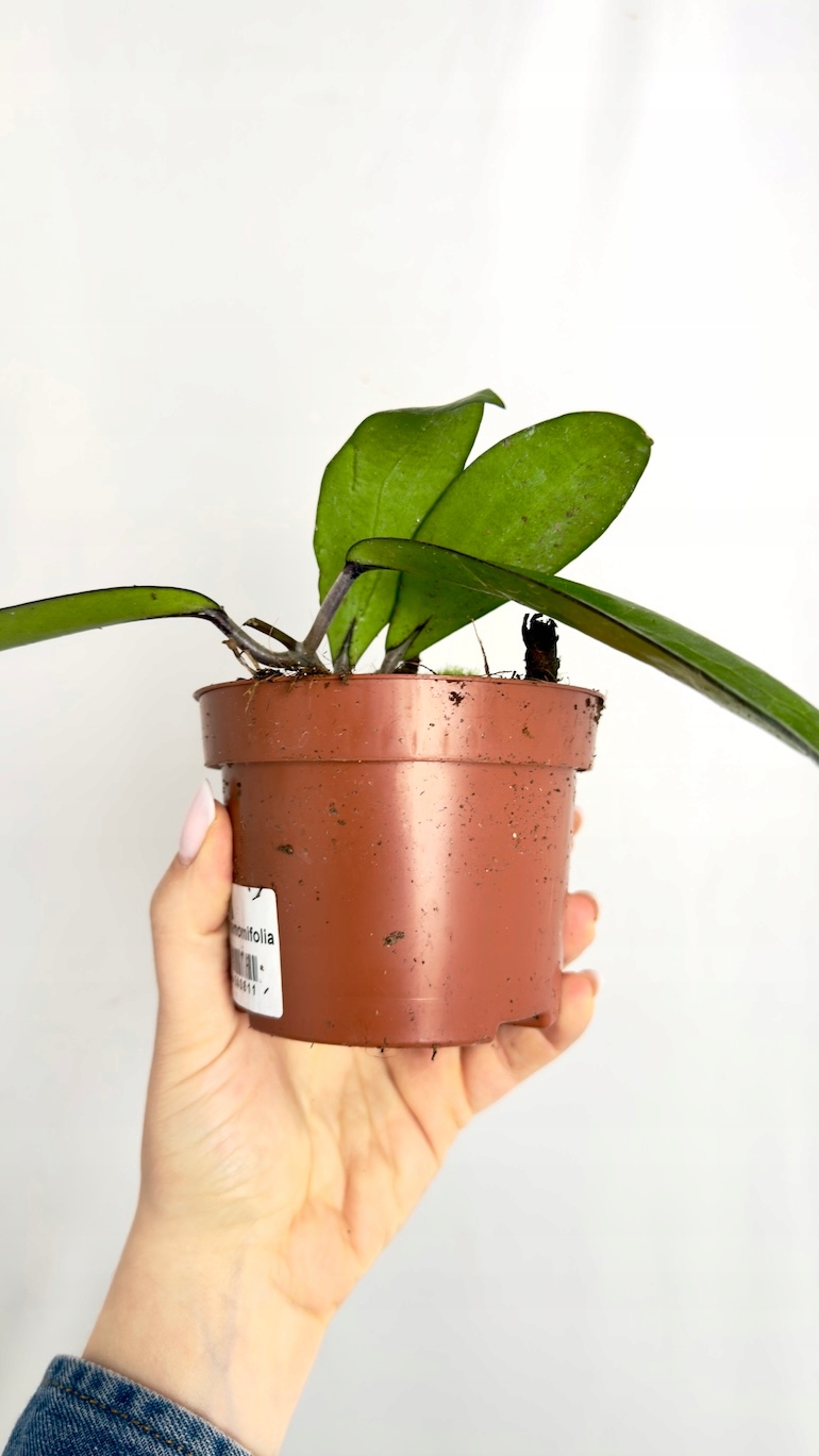 Hoya Cinnamomifolia 12/20 cm