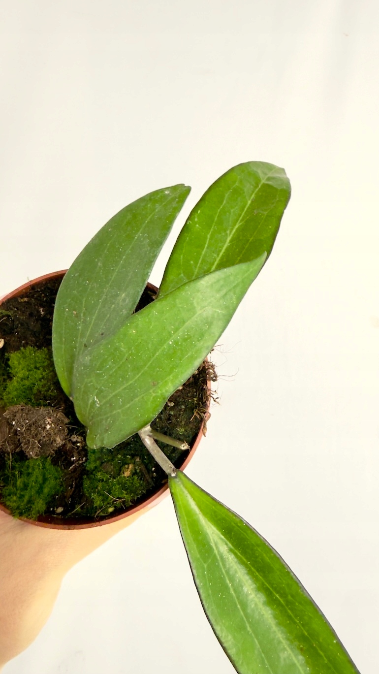 Hoya Cinnamomifolia 12/20 cm