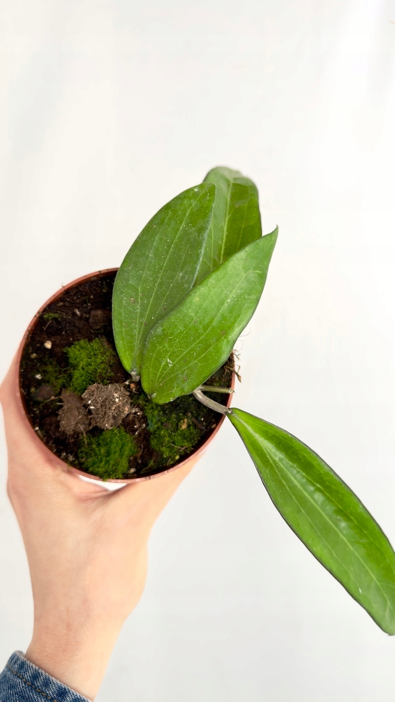 Hoya Cinnamomifolia 12/20 cm