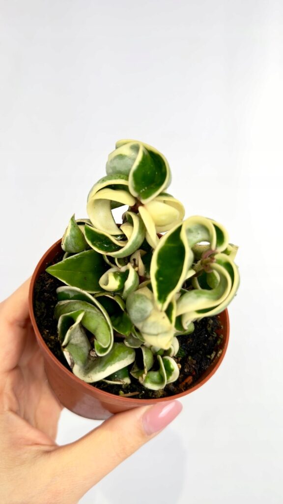 Hoya Compacta Variegata z kremowo-zielonymi poskręcanymi liśćmi w doniczce