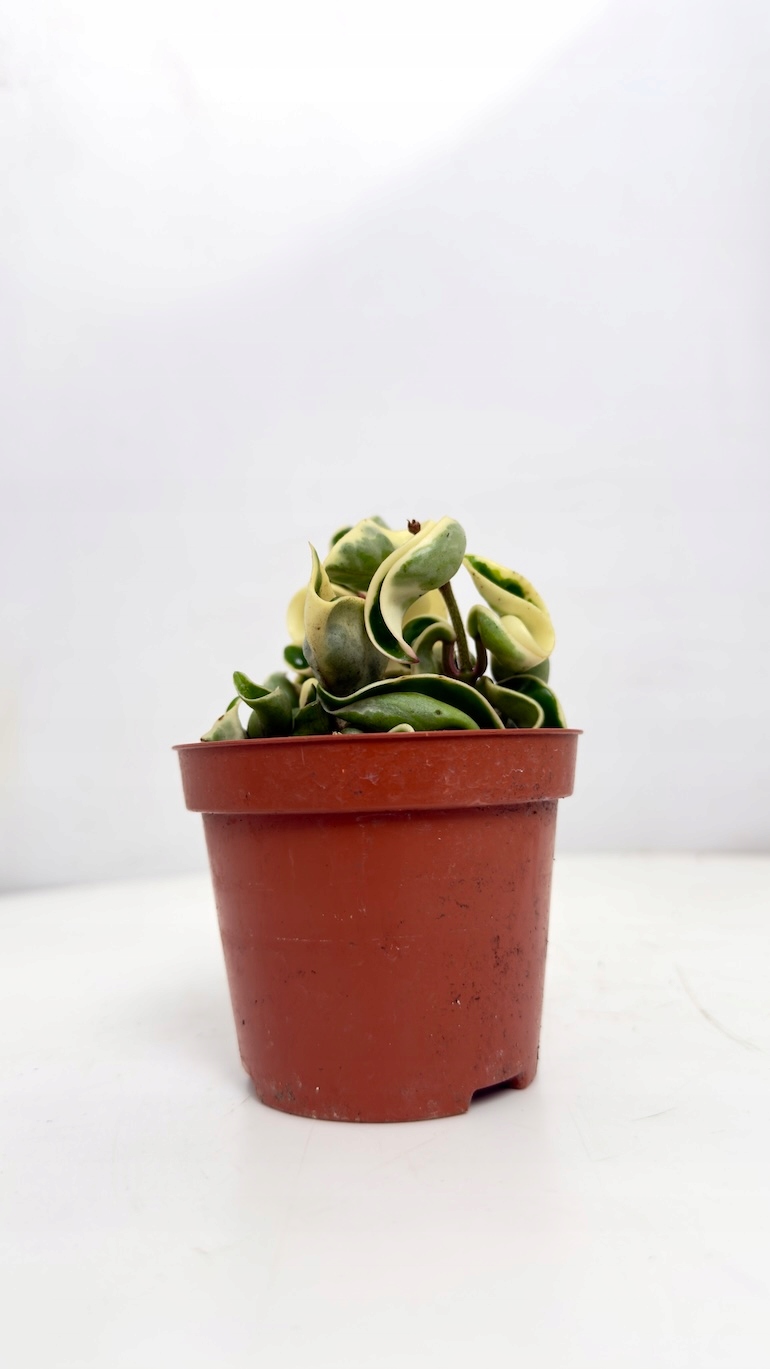Hoya Compacta variegata