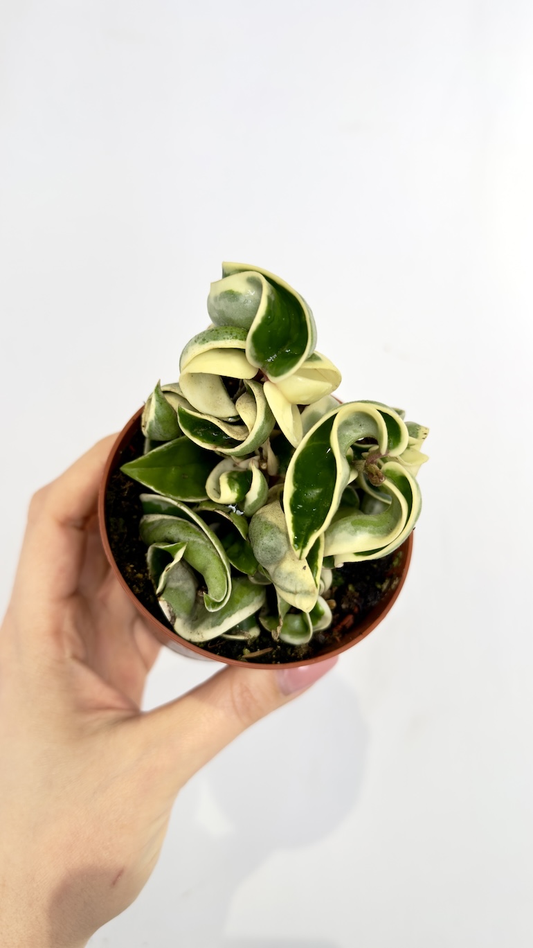 Hoya Compacta variegata