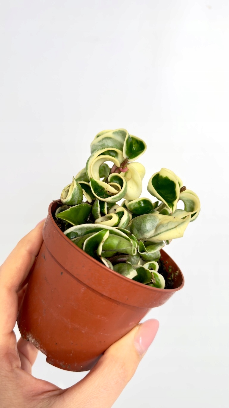 Hoya Compacta variegata