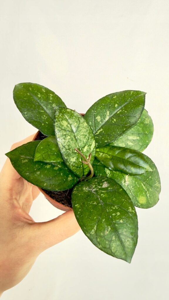 Hoya Crassipetiolata Splash Round Leaf – kolekcjonerska hoja z nakrapianymi, grubymi liśćmi