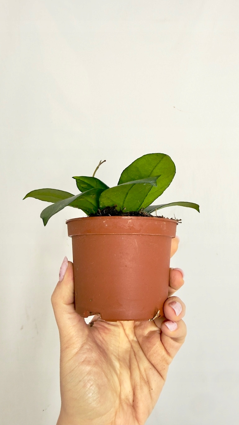 Hoya Crassipetiolatta Splash Round Leaf 9/15 cm