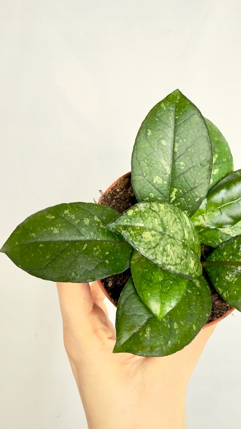 Hoya Crassipetiolatta Splash Round Leaf 9/15 cm