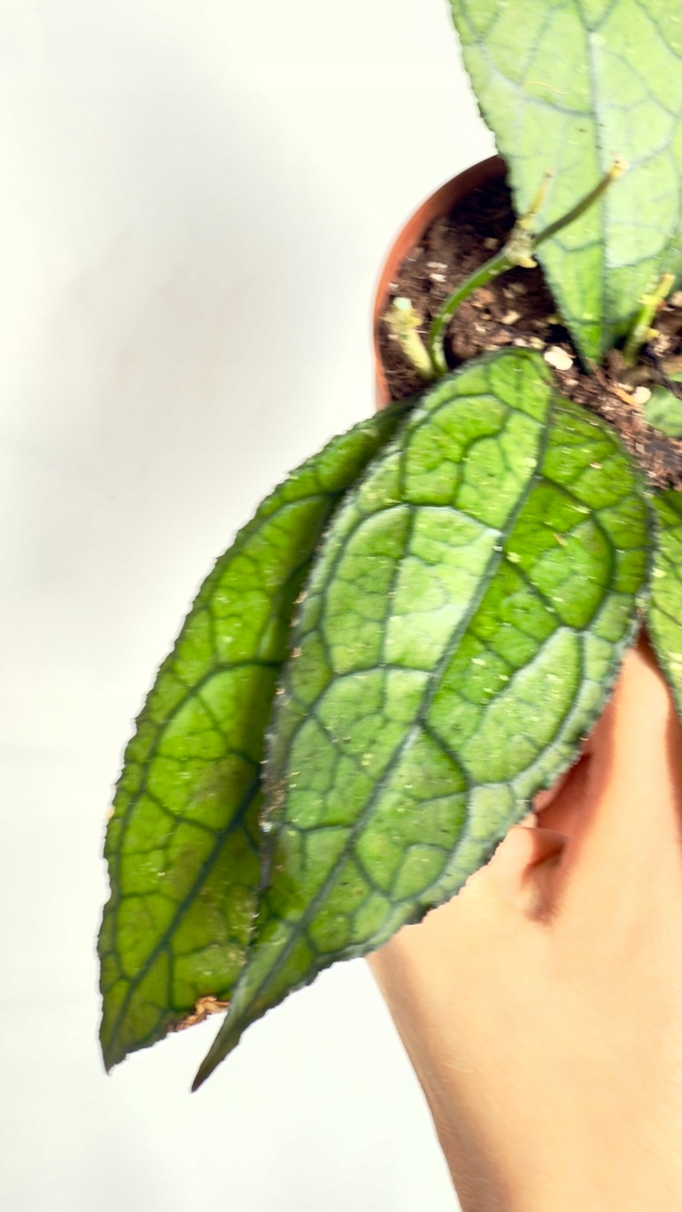 Hoya Dark Leaf