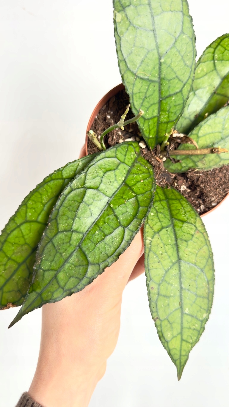 Hoya Dark Leaf