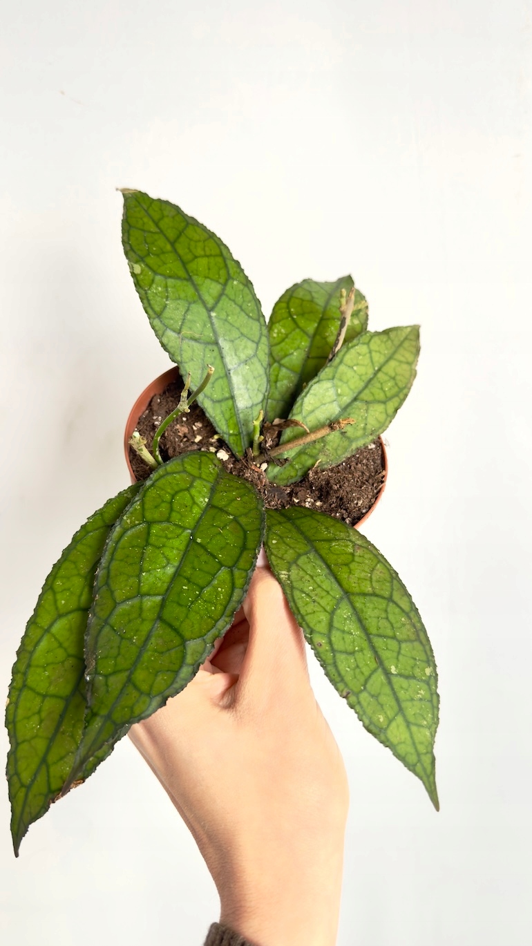 Hoya Dark Leaf