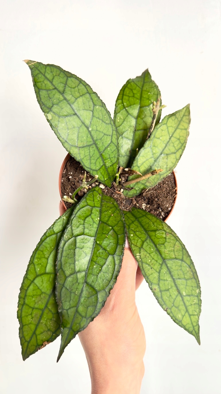 Hoya Dark Leaf