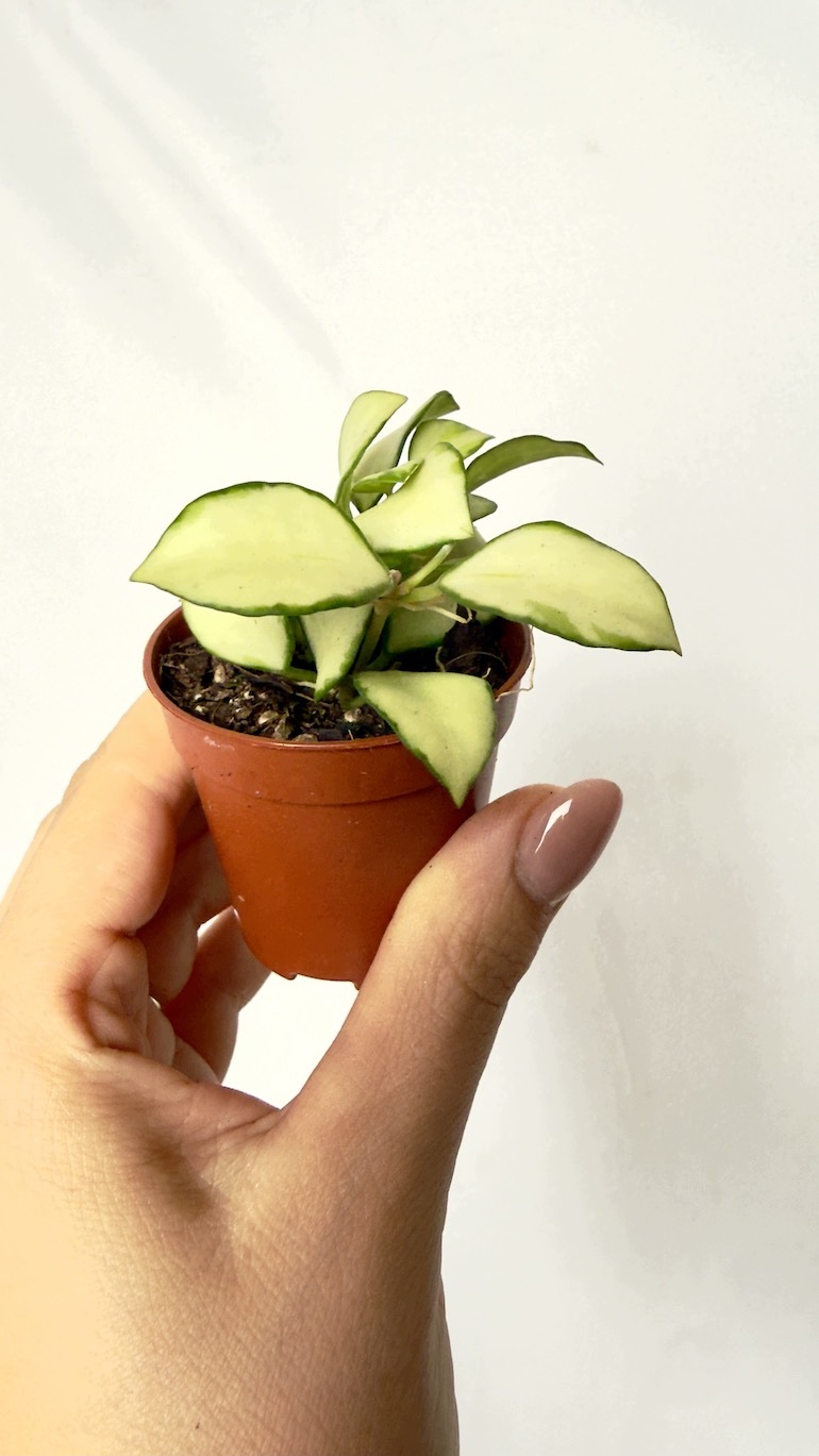 Hoya heuschkeliana Variegata 6/10 cm