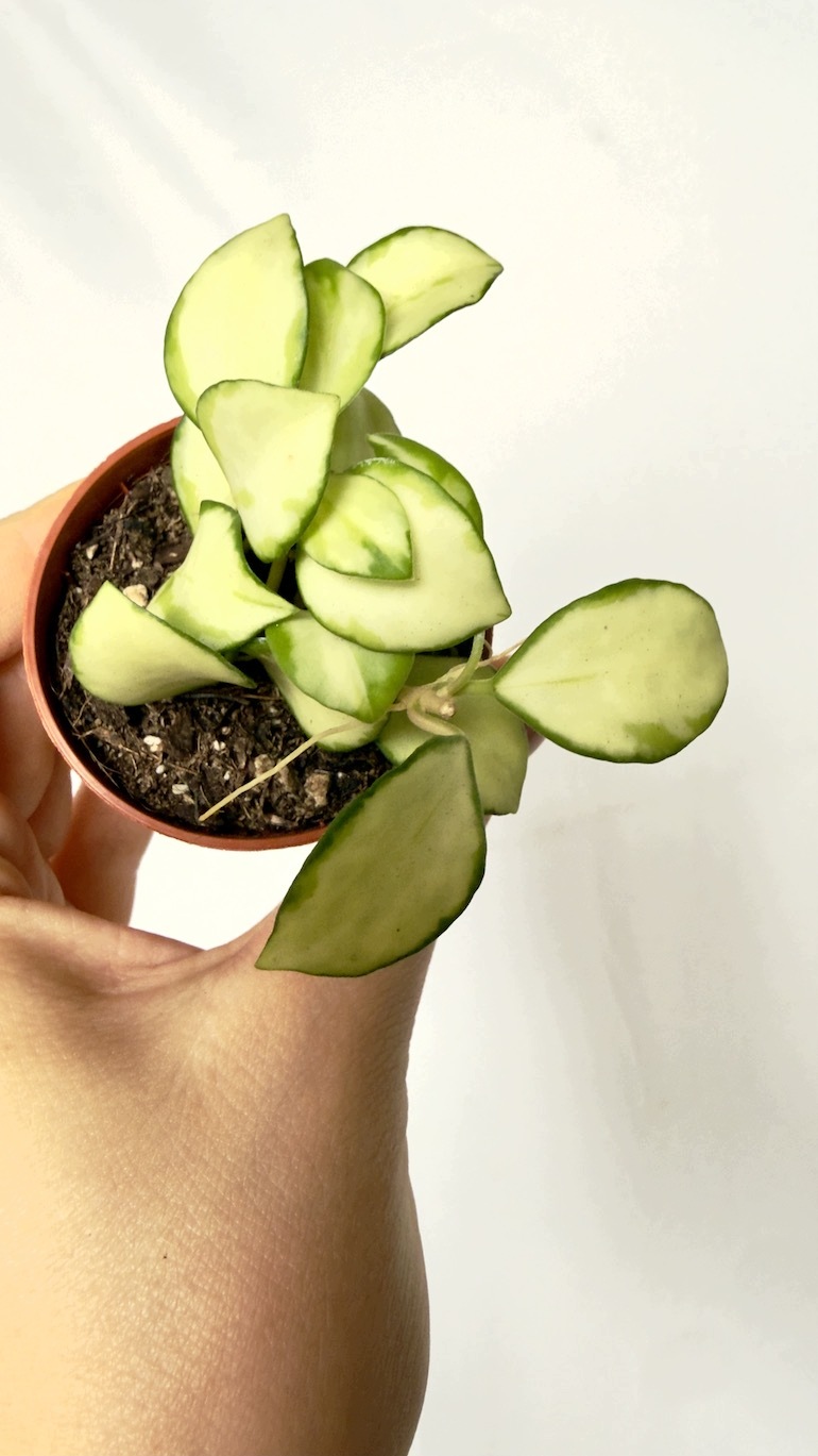 Hoya heuschkeliana Variegata 6/10 cm
