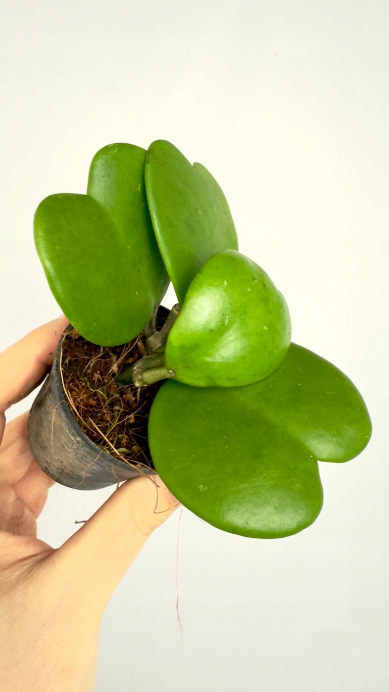Hoya Kerri 8,5/15cm