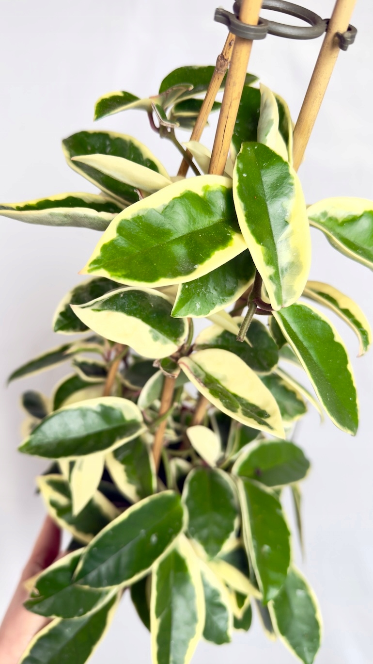 Hoya carnosa Krimson Queen