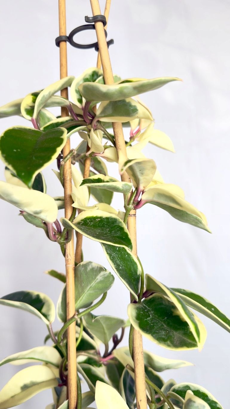 Hoya carnosa Krimson Queen