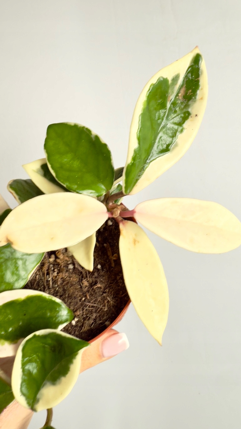 Hoya Krimson Queen Splash