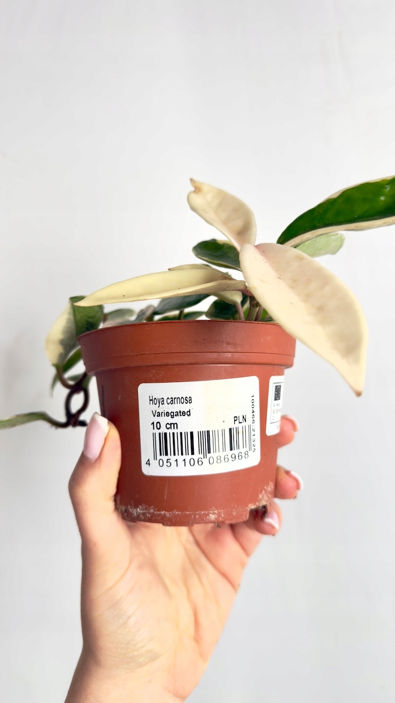 Hoya Krimson Queen Splash