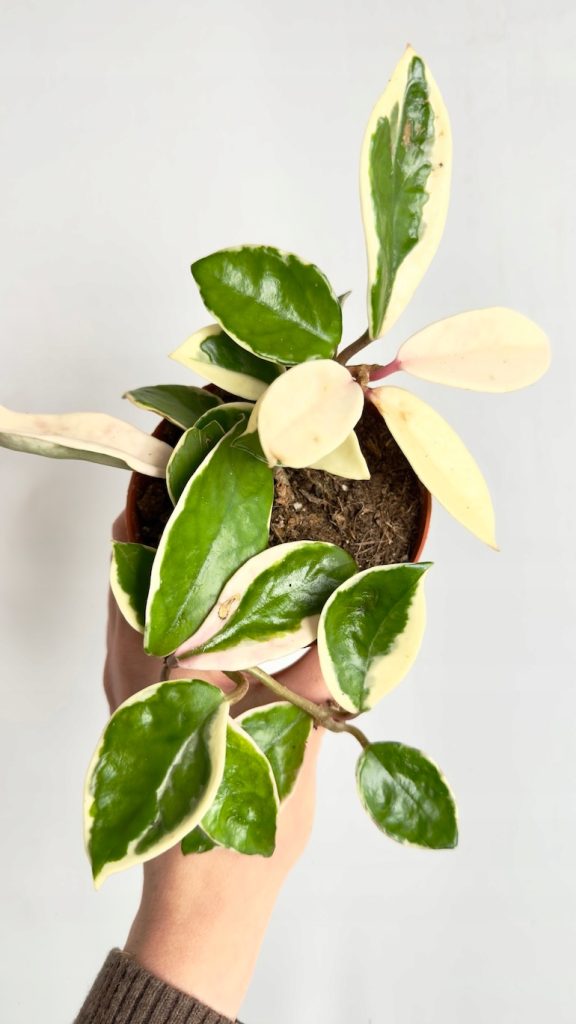 Hoya Krimson Queen Splash