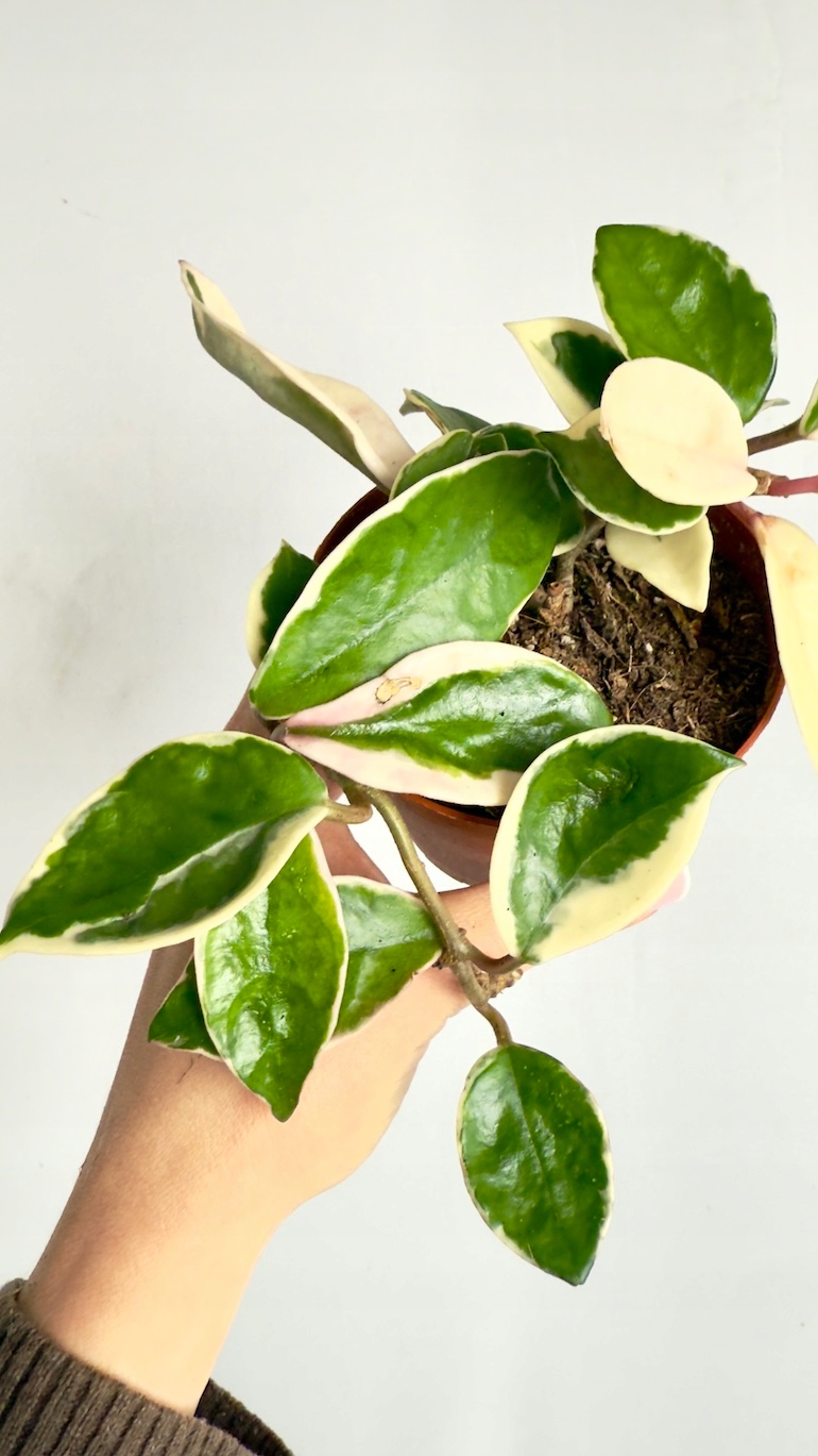 Hoya Krimson Queen Splash