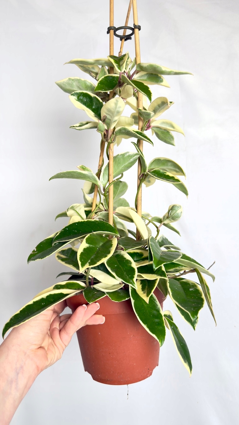 Hoya carnosa Krimson Queen