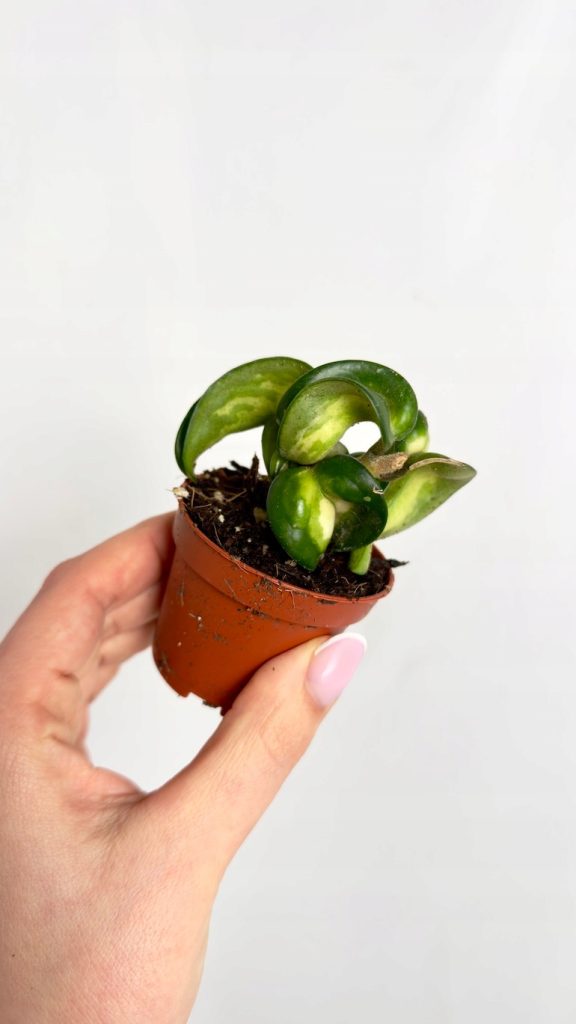 Hoya Mauna Loa z mięsistymi, skręconymi liśćmi w jasnej doniczce we wnętrzu salonu