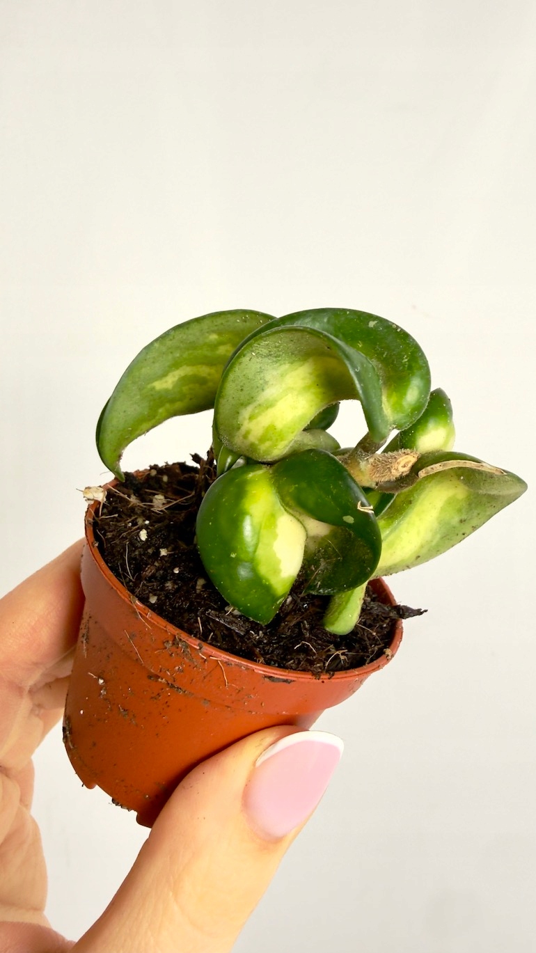 Hoya Mauna Loa 6/10 cm