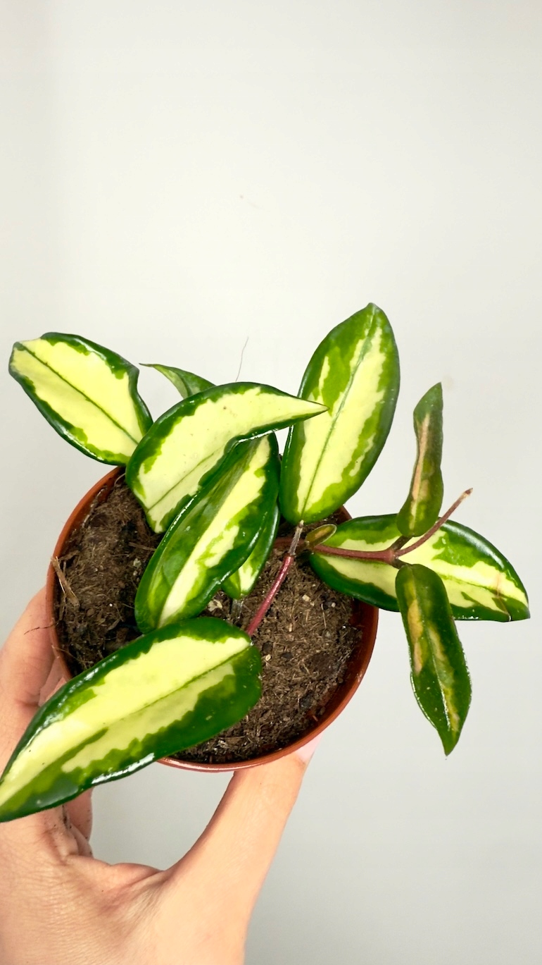 Hoya Tricolor