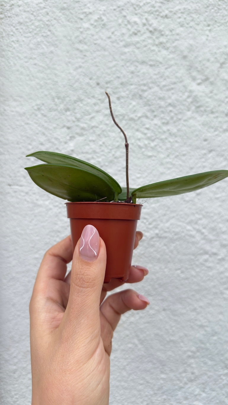 Hoya Vangviengiensis 6/15 cm