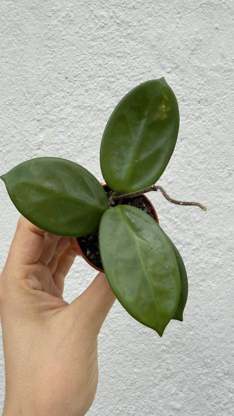 Hoya Vangviengiensis 6/15 cm