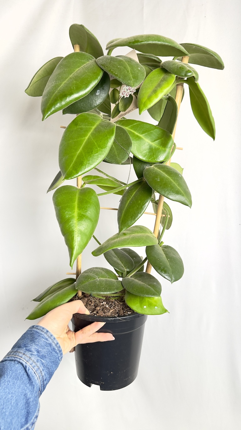Hoya calycina Stargazer 17/70 cm