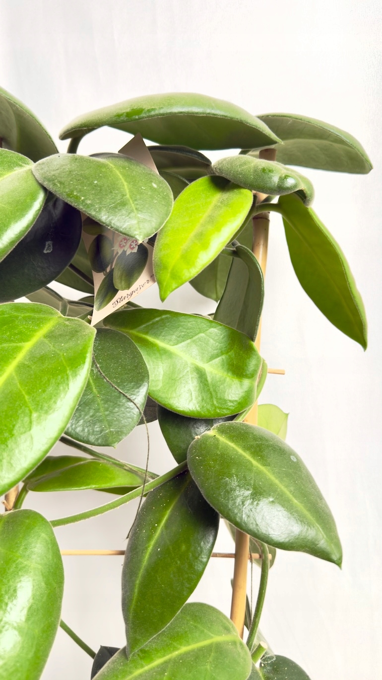 Hoya calycina Stargazer 17/70 cm