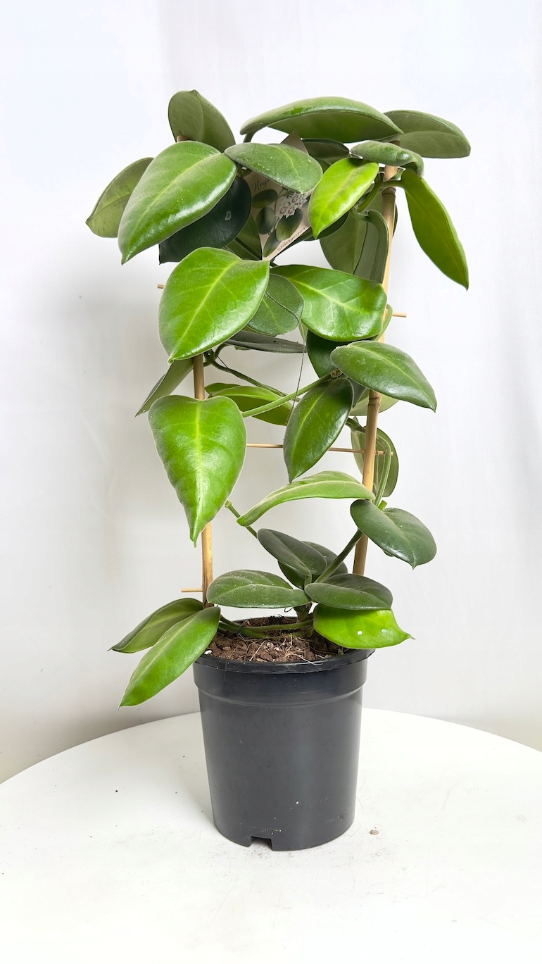 Hoya calycina Stargazer 17/70 cm