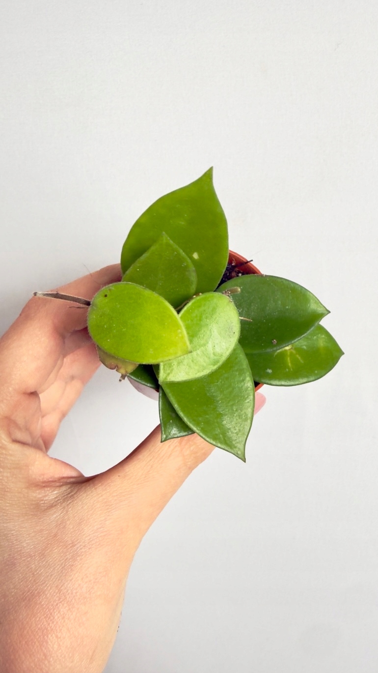 Hoya chouke 6/10 cm