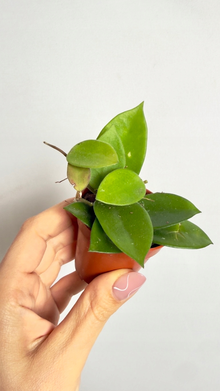 Hoya chouke 6/10 cm