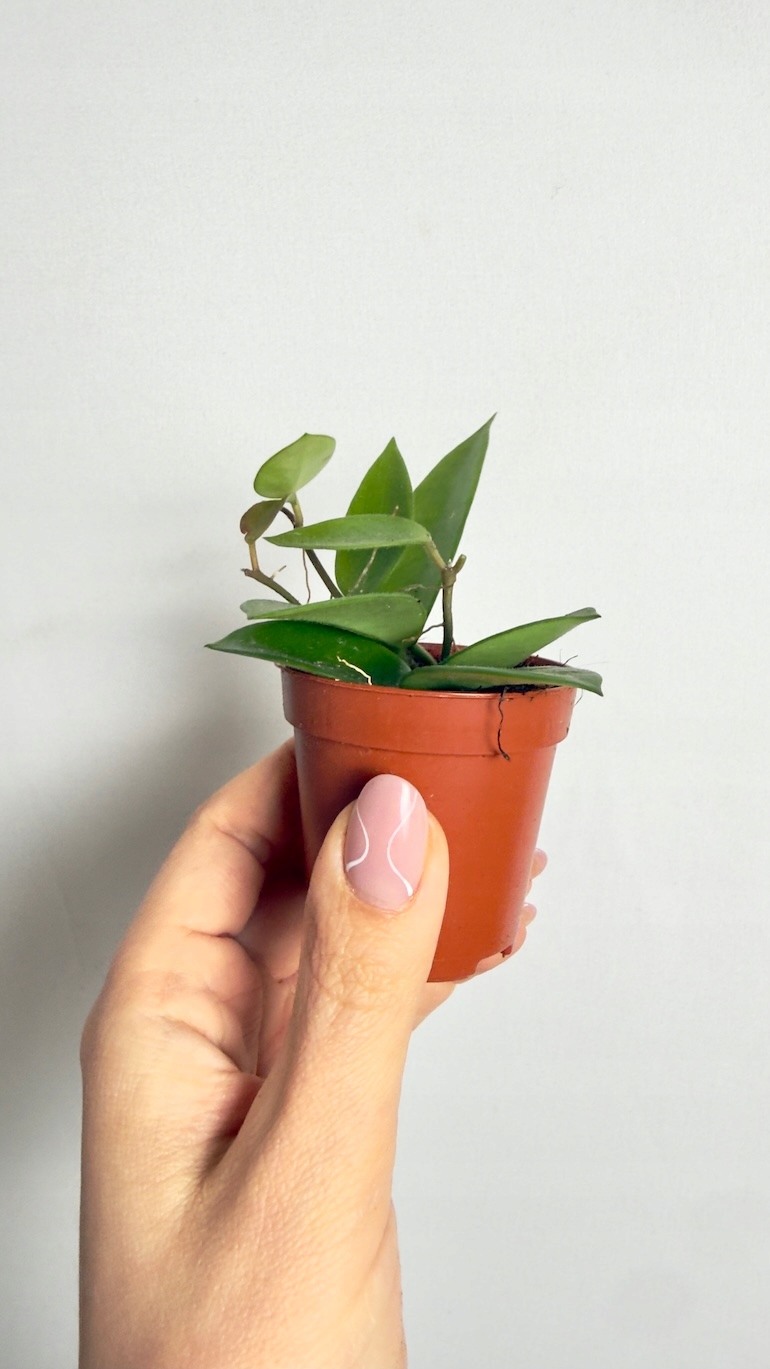 Hoya chouke 6/10 cm